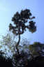 Ko Batang, waagerechter Baum